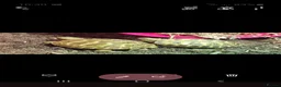Tortoise reptiles for sale: Baby Horsfield tortoises  - Advert 8