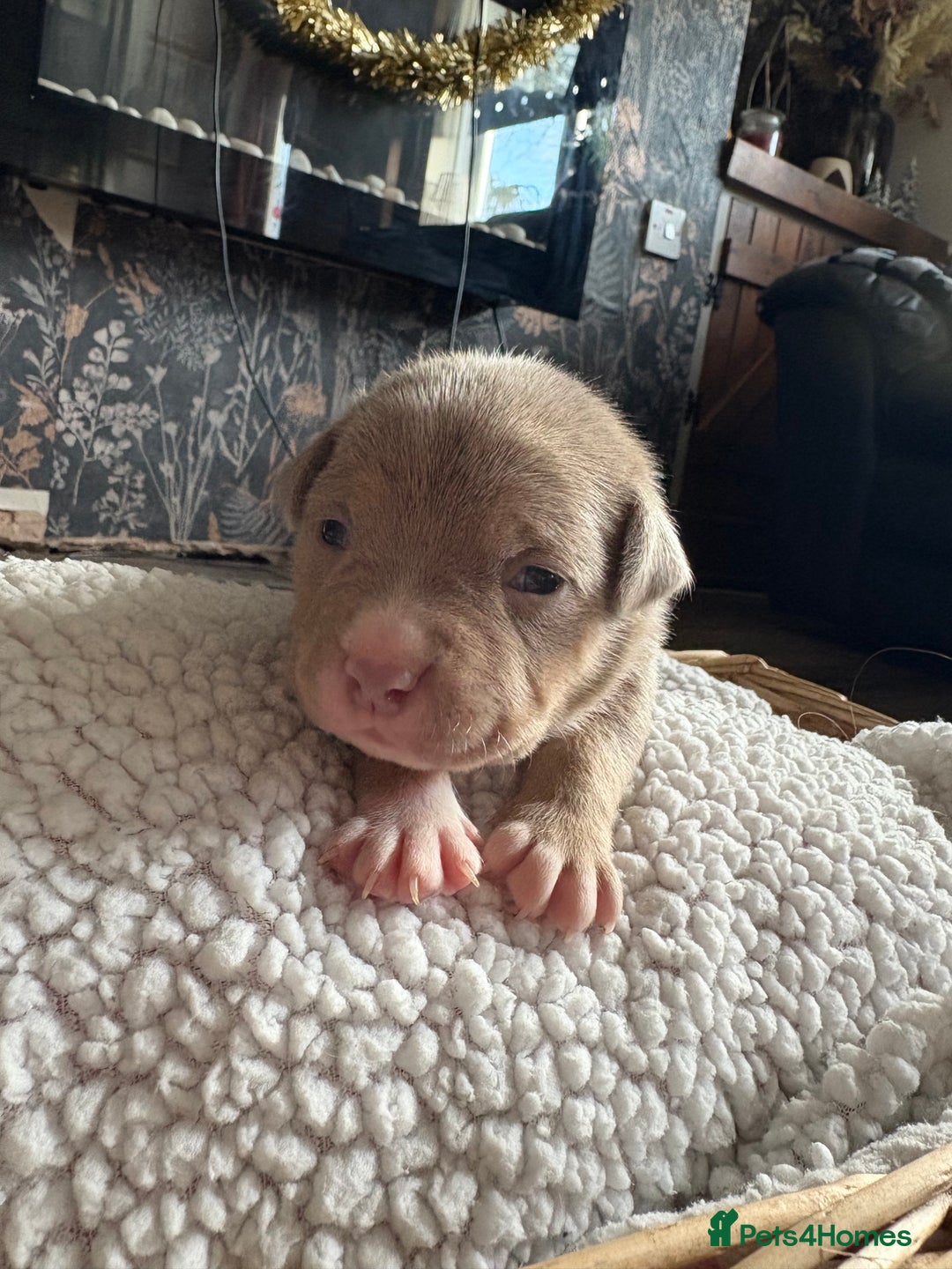 American Bully dogs for sale: Standard American bully’s lilac tri - Advert 3