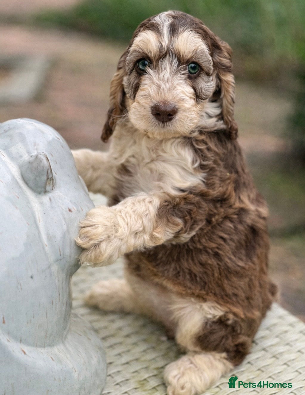 Cockapoo dogs Fabulous F1 cockapoos - Advert 2