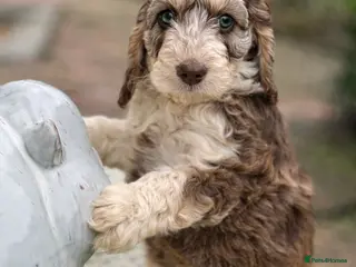 Cockapoo dogs Fabulous F1 cockapoos - Advert 2
