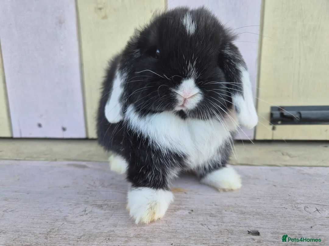 Mini Lop rabbits for sale: 💙Beautiful and friendly mini lop boy 💙 - Advert 1