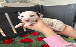 Dalmatian dogs for sale: 8 Gorgeous Dalmatian Puppies - Image 8
