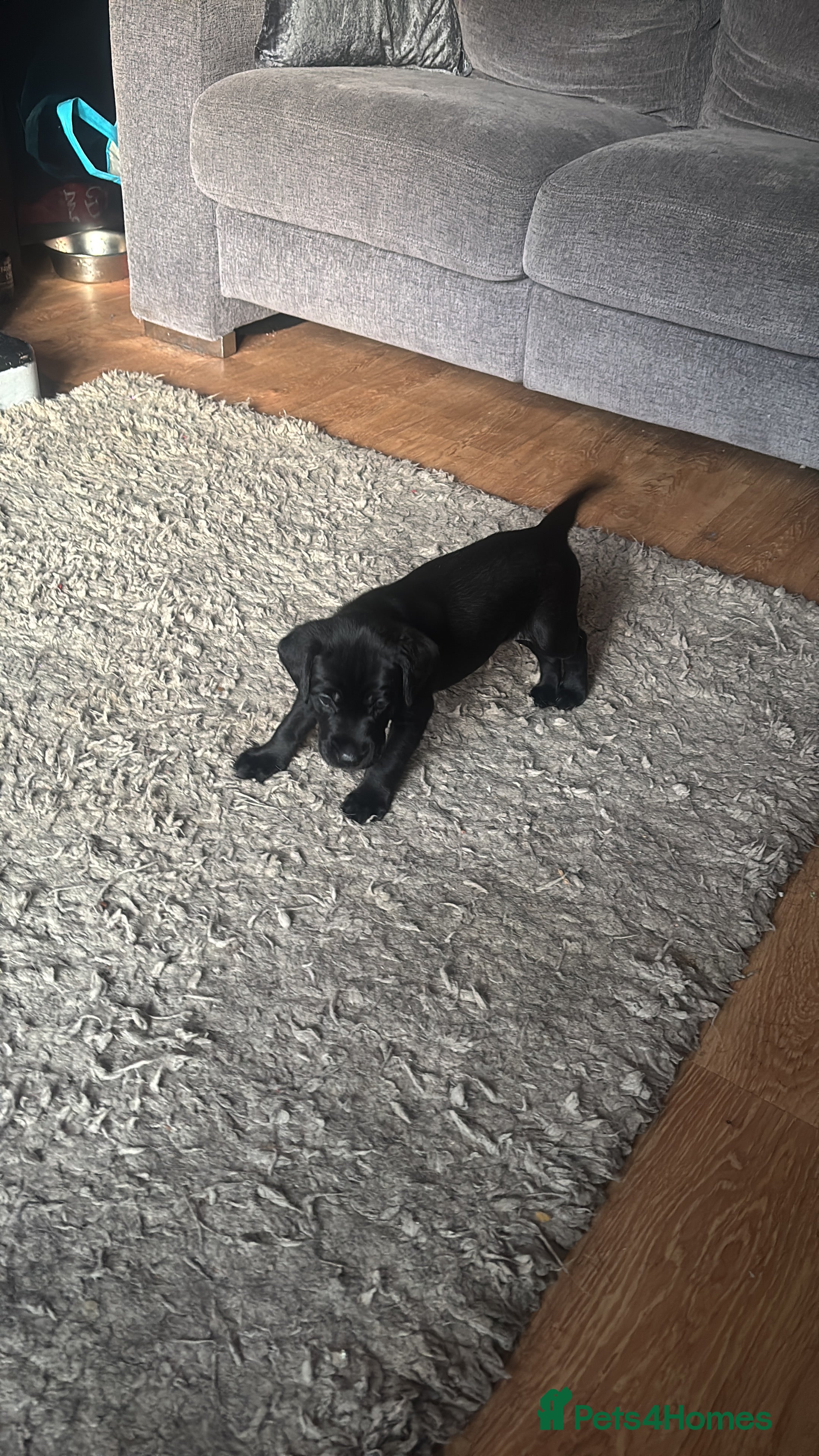 Labrador Retriever dogs Black Labrador pups for sale  - Advert 6