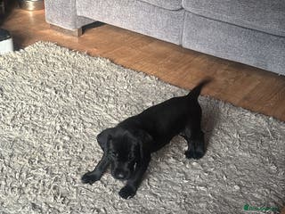 Labrador Retriever dogs Black Labrador pups for sale - Advert 4
