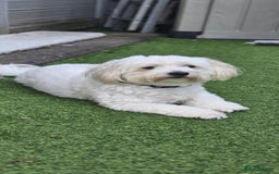 Mixed Breed dogs for sale: Lovely Cotton noodle male - Advert 2