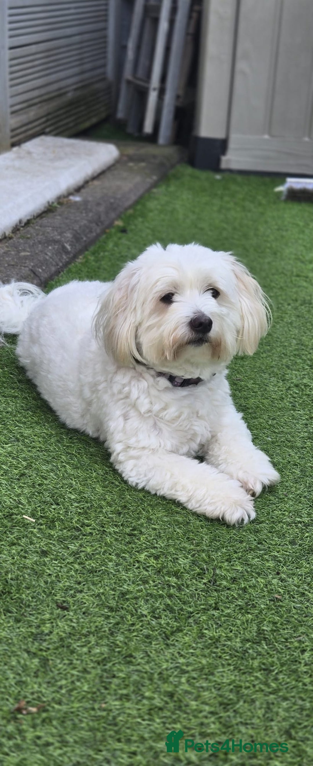 Mixed Breed dogs for sale: Lovely Cotton noodle male - Advert 2