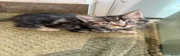 Mixed Breed cats for sale: 5 kittens for sale  - Advert 7