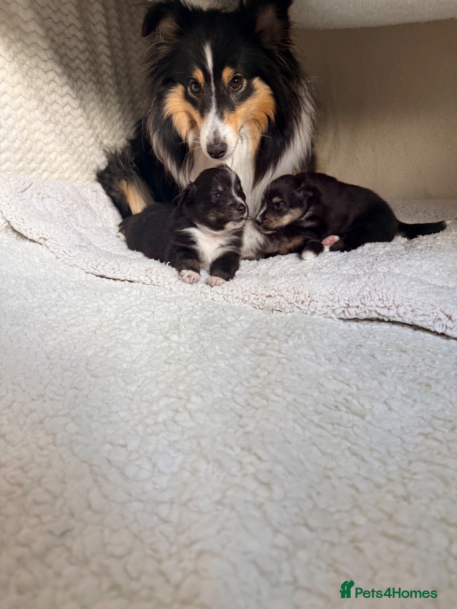 Shetland Sheepdog dogs 2 KC Registered Shetland Sheepdog puppies - Advert 12