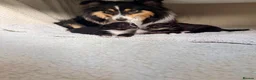 Shetland Sheepdog dogs for sale: 2 KC Registered Shetland Sheepdog puppies - Advert 1