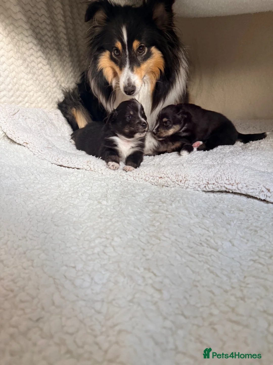 Shetland Sheepdog dogs for sale: 2 KC Registered Shetland Sheepdog puppies - Advert 1