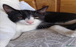 British Shorthair cats for sale: 4 month old boy kitten for sale  - Image 9