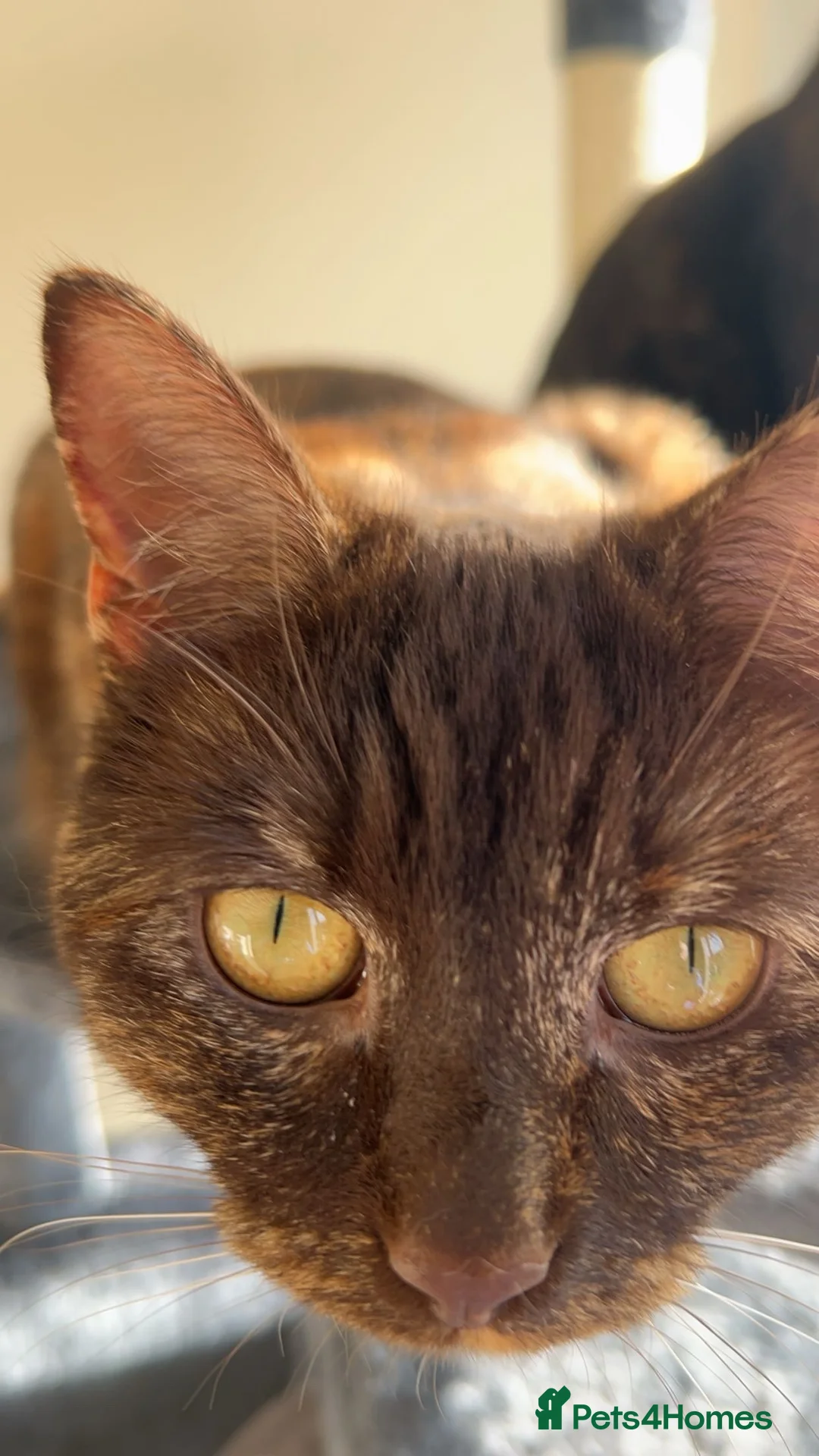 Mixed Breed cats for sale: 2 tortoiseshell cats in Exeter - Advert 8