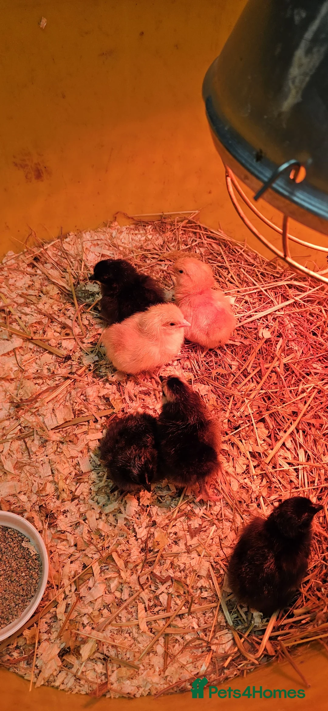 Chickens poultry for sale: Chicks - Advert 11