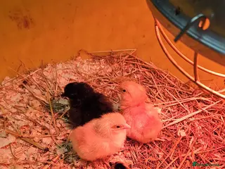 Chickens poultry Baby Chickens 6 Copper Maran - Advert 10