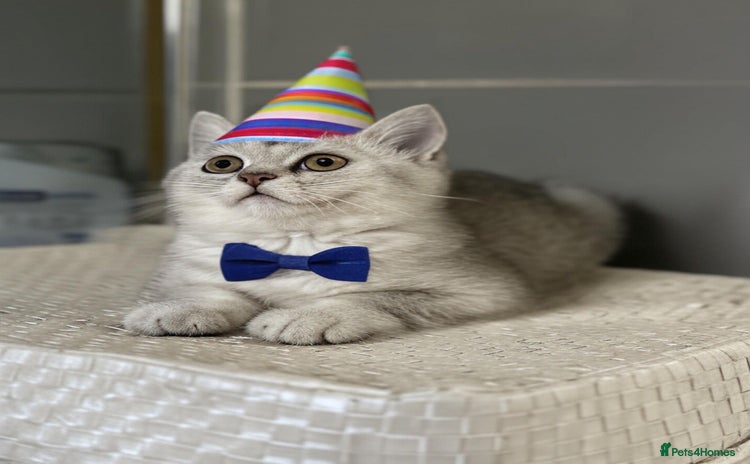 British Shorthair cats - Advert 7