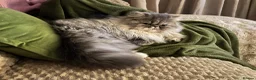 Persian cats for sale: Beautiful Silver Shaded Persian Female - Advert 4