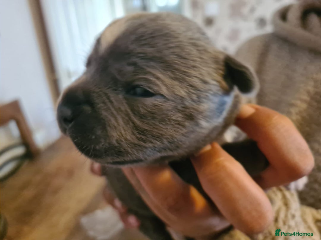 Staffordshire Bull Terrier dogs for sale: Staffy pups beautiful.. Girls avaliable  - Image 8