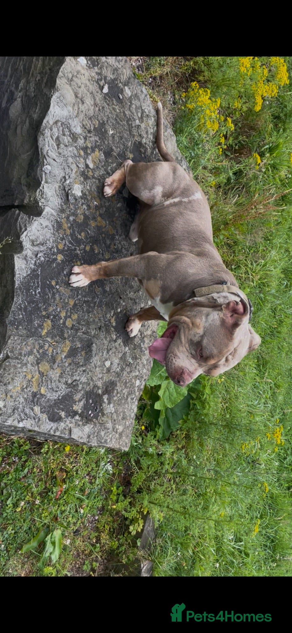 American Bully dogs for stud: Pocket bully liac chocolate merle stud!!! - Advert 2