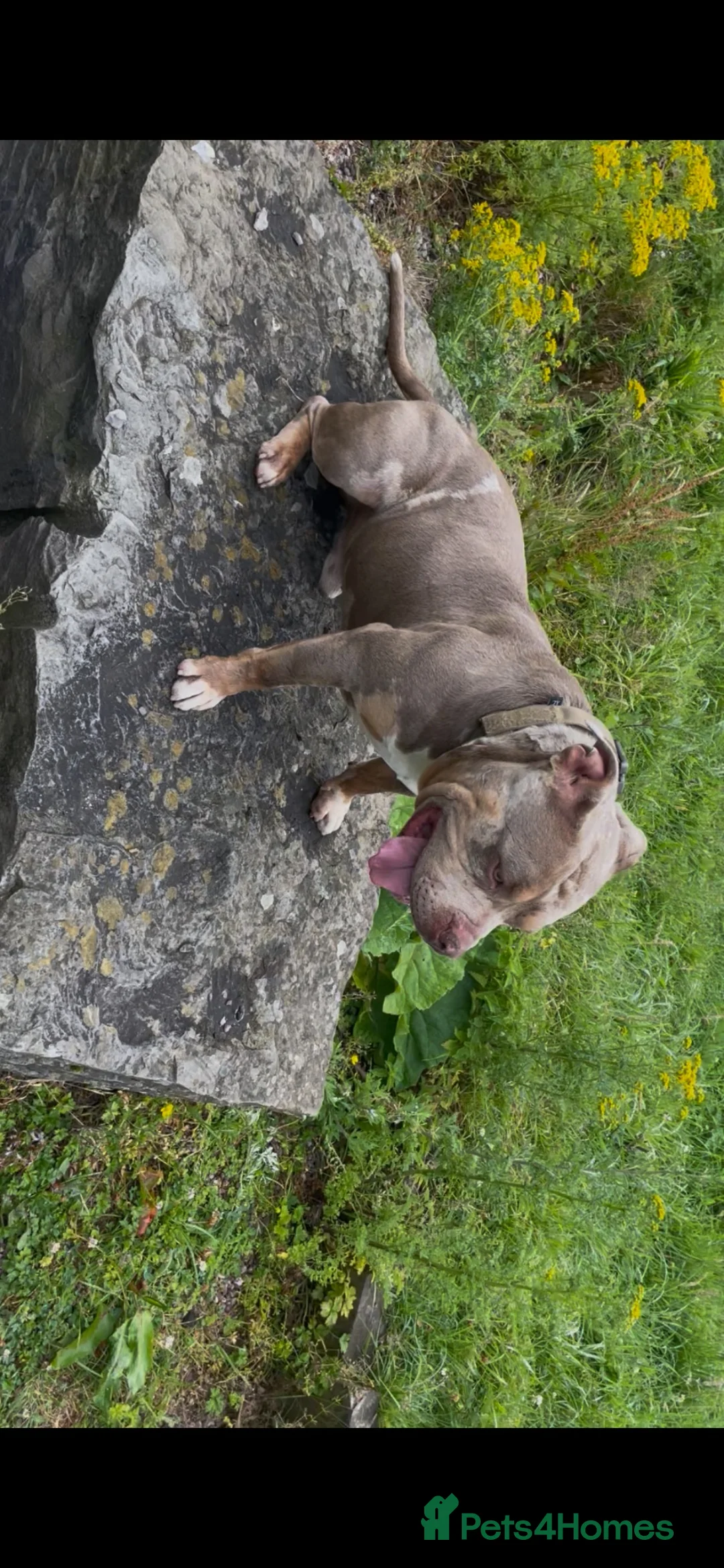 American Bully dogs for stud: Pocket bully liac chocolate merle stud!!! - Advert 1