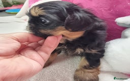 Shih Tzu dogs for sale: Kc stunning small imperial baby boy/girl - Image 2