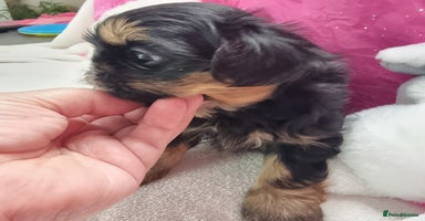 Shih Tzu dogs - Advert 10