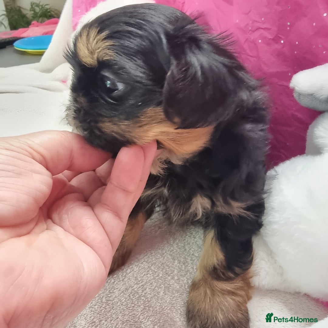 Shih Tzu dogs for sale: Kc stunning small imperial baby boy/girl - Image 2