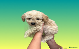 Cockapoo dogs for sale: F1B cockapoo puppys - Image 11