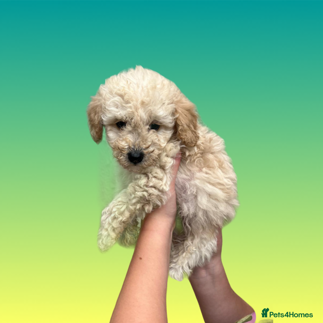 Cockapoo dogs for sale: F1B cockapoo puppys - Image 11