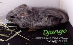 Chinchilla rodents for sale: Baby RPA /RPAc Chinchillas ready soon - Image 3