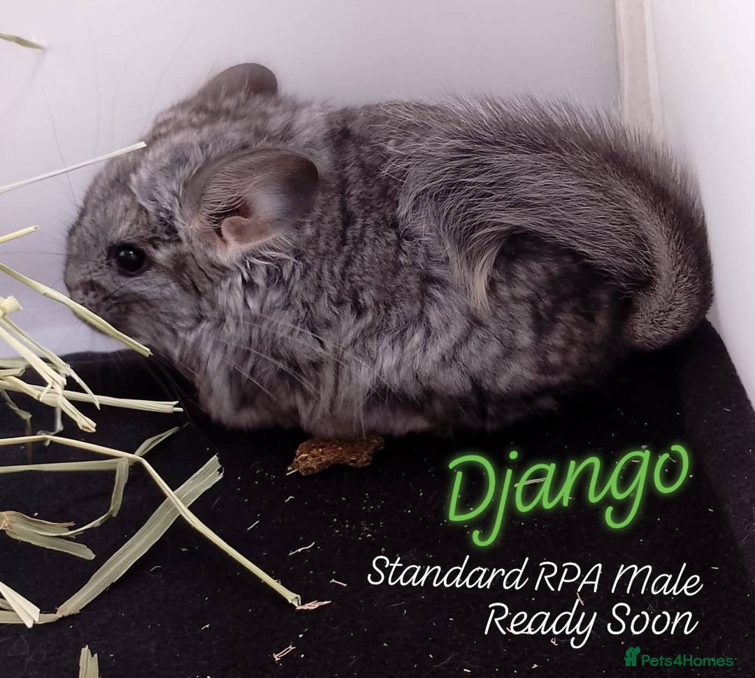 Chinchilla rodents for sale: Baby RPA /RPAc Chinchillas ready soon - Image 3