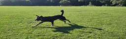 Mixed Breed dogs for adoption: Buster – Big Heart, Loyal and Ready to Bond - Advert 15