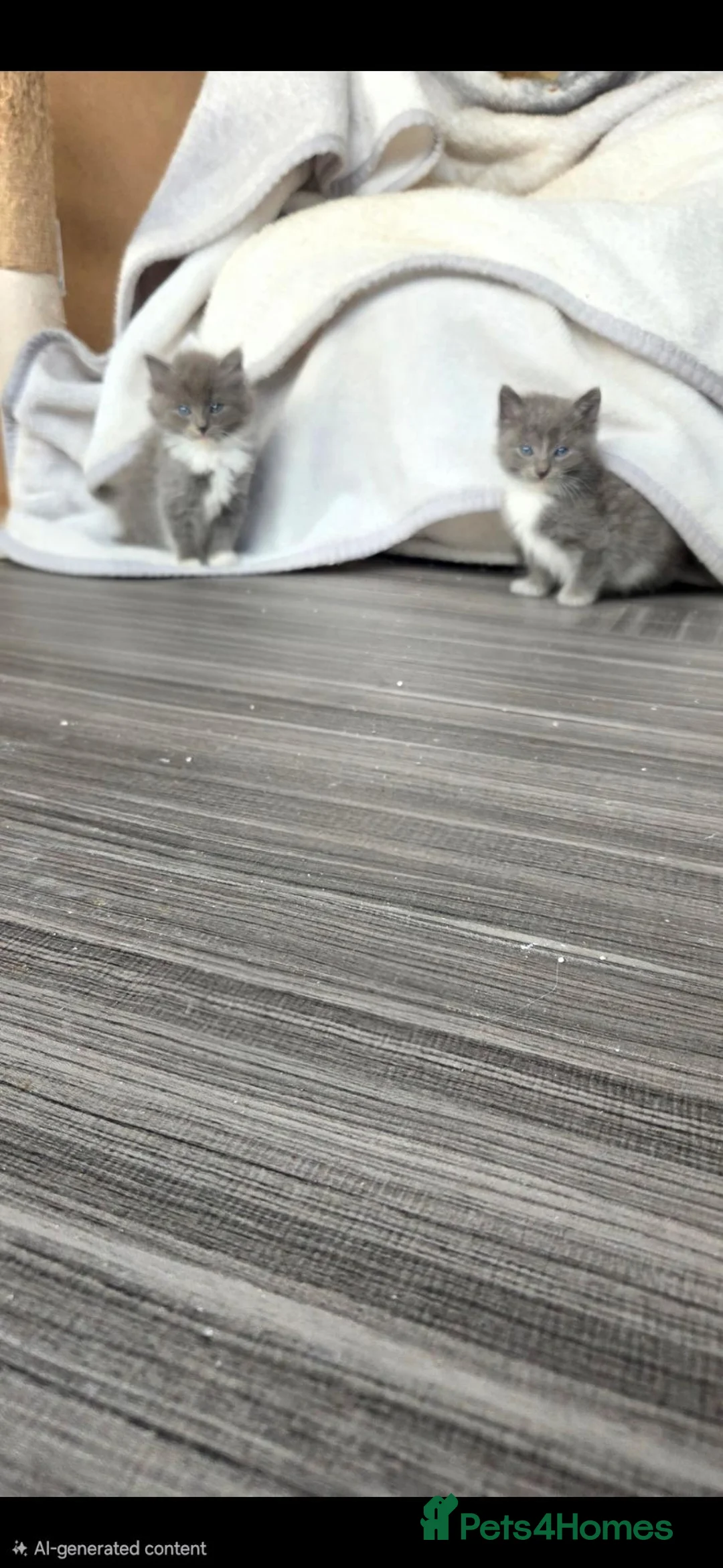 Mixed Breed cats for sale: Ragdoll x - Advert 18