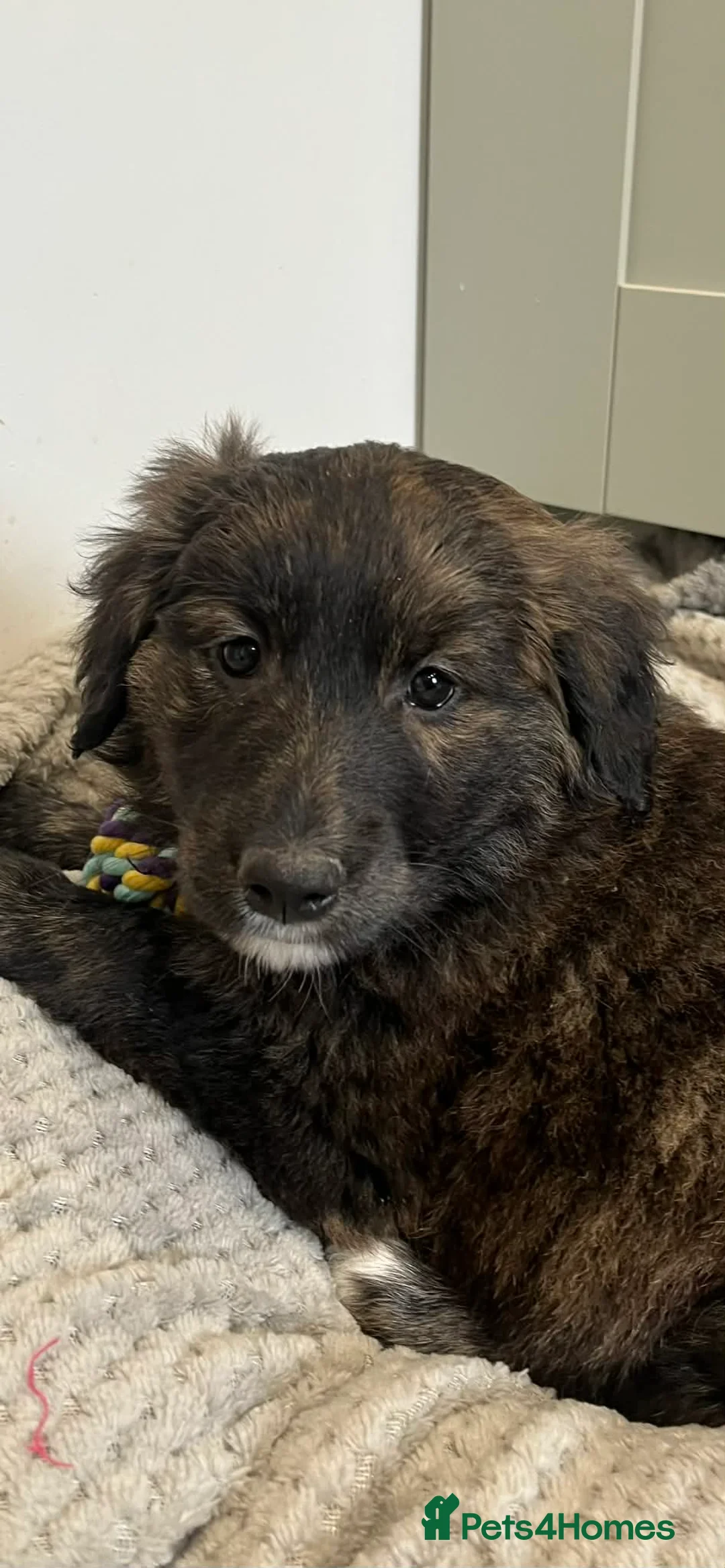 Golden Retriever dogs for sale: Unique Golden Retriever x Border Collies Pups - Advert 2