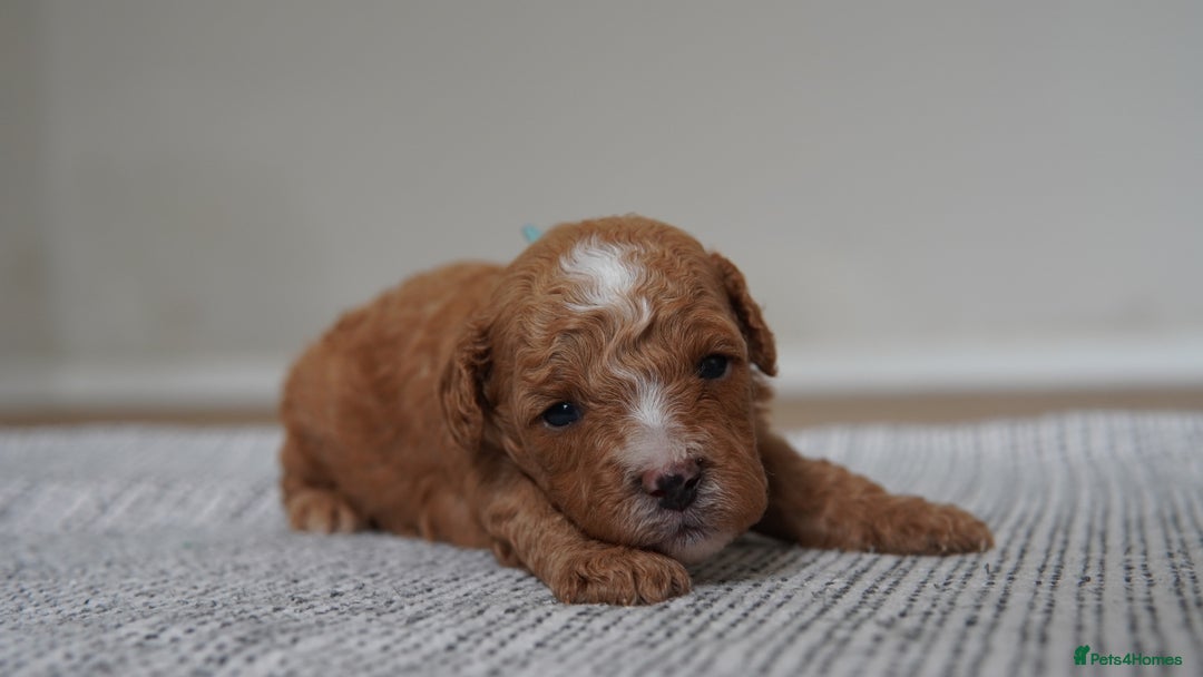 Cavapoo dogs for sale: Beautiful toy Cavapoo puppies 🐶 🐾 - Image 17