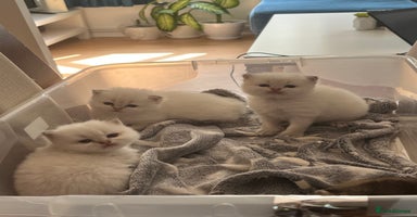 British Longhair cats - Advert 16
