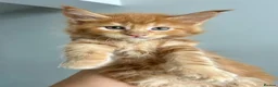 Maine Coon cats for sale: TICa reg 9 XXL Massive Red Kittens - Advert 38