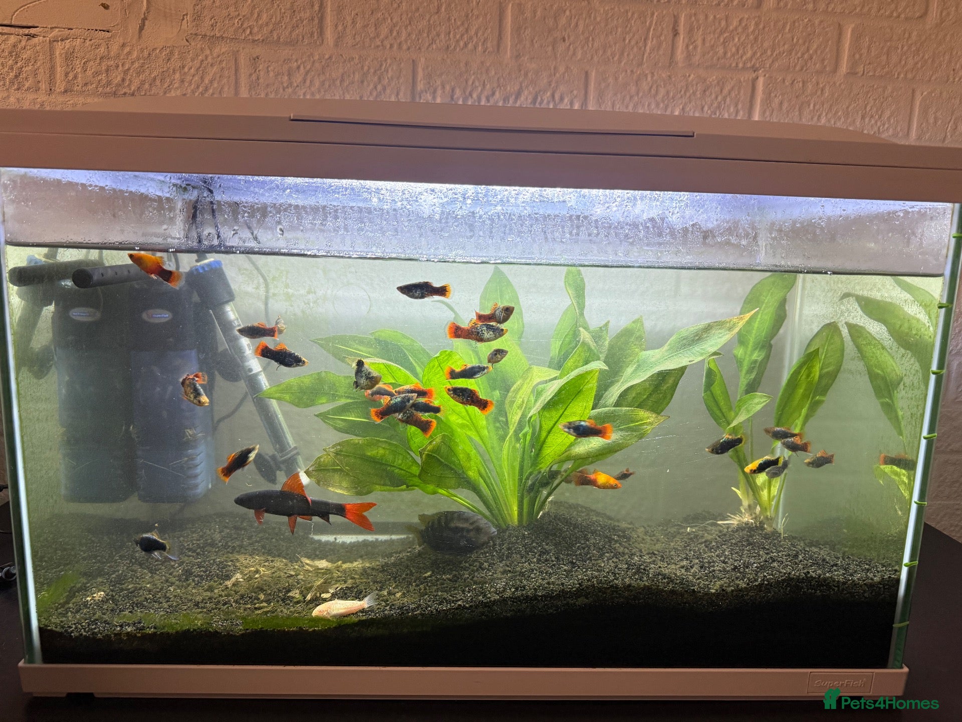 Axolotl reptiles 90L Tropical fish tank with Fish & Plants - Advert 11