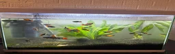 Axolotl reptiles for sale: 90L Tropical fish tank with Fish & Plants - Advert 1