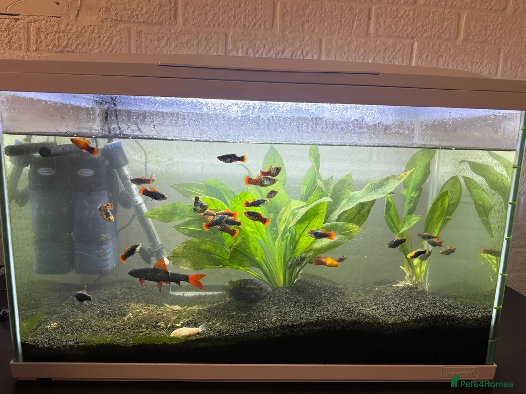 Axolotl reptiles for sale: 90L Tropical fish tank with Fish & Plants - Advert 1