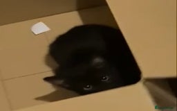 Mixed Breed cats for sale: Mixed breed kittens - Image 18