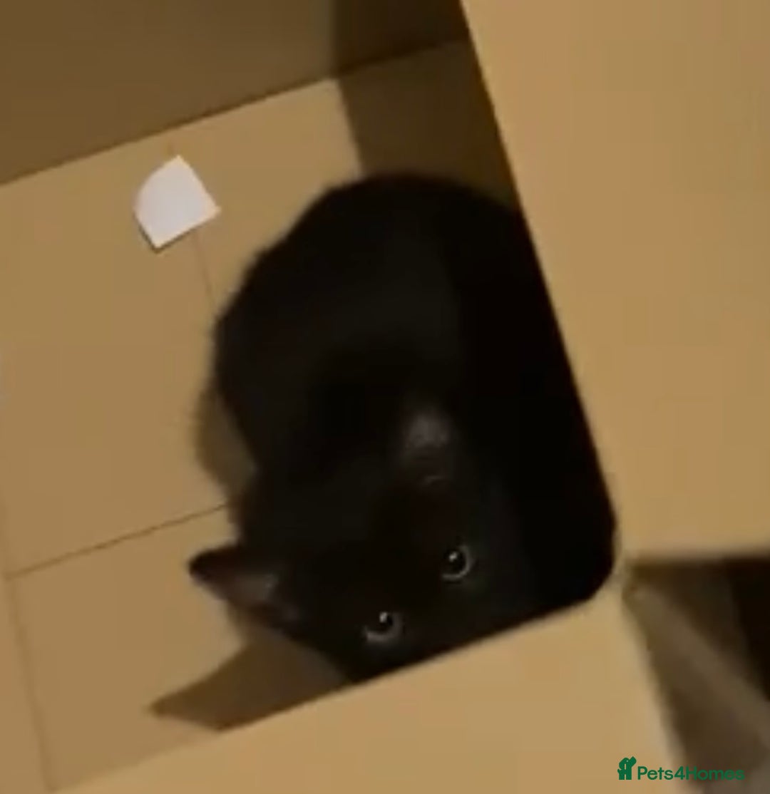 Mixed Breed cats for sale: Mixed breed kittens - Image 18