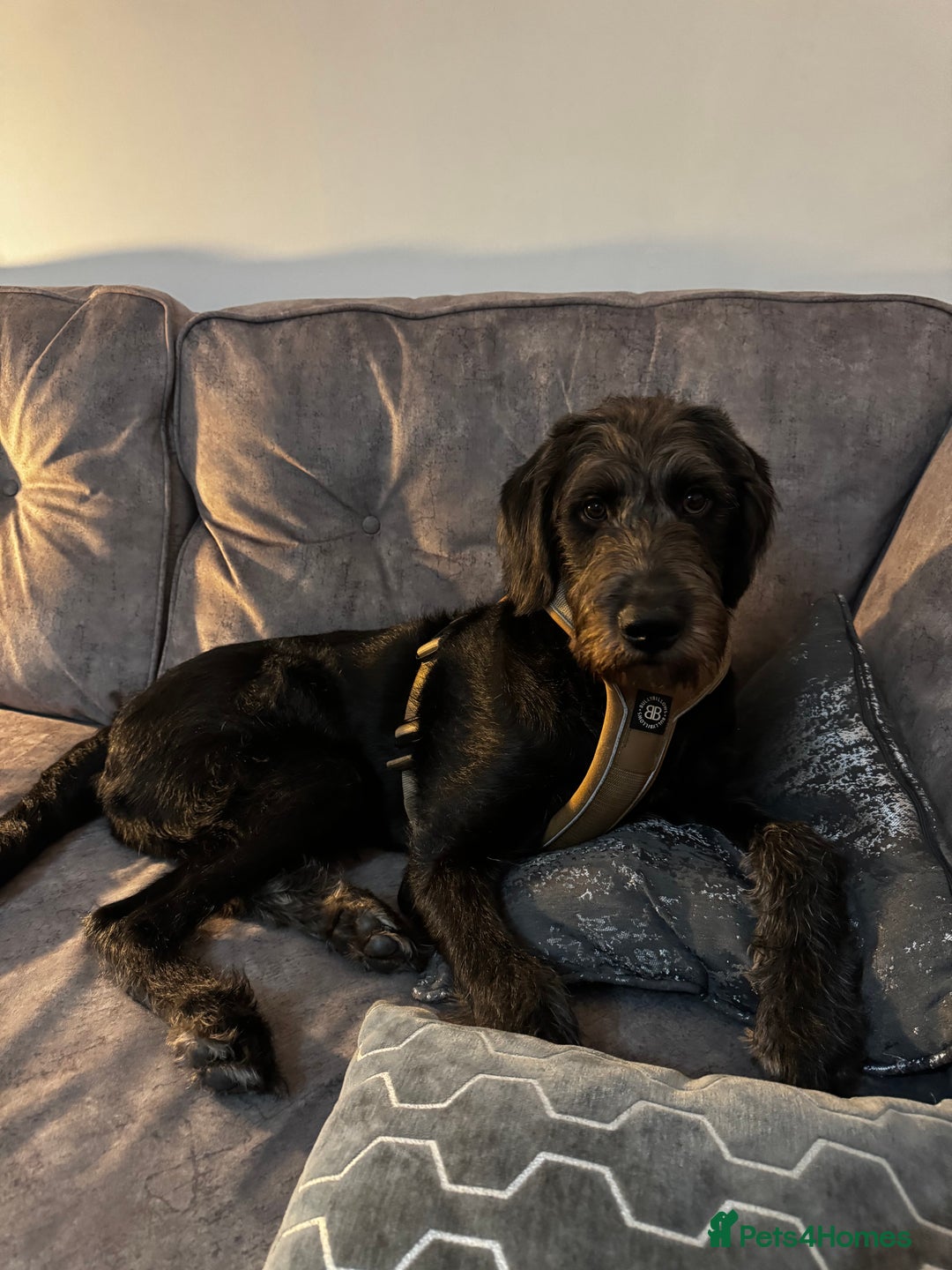 Labradoodle dogs for sale: Labradoodle  - Advert 6