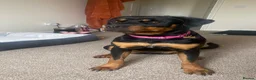 Rottweiler dogs for sale: 9 month Rottweiler  in Bognor Regis - Advert 2