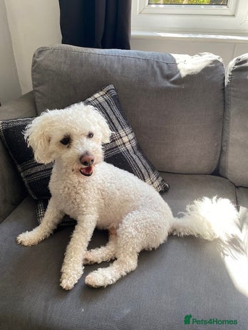 Bichon Frise dogs - Advert 1