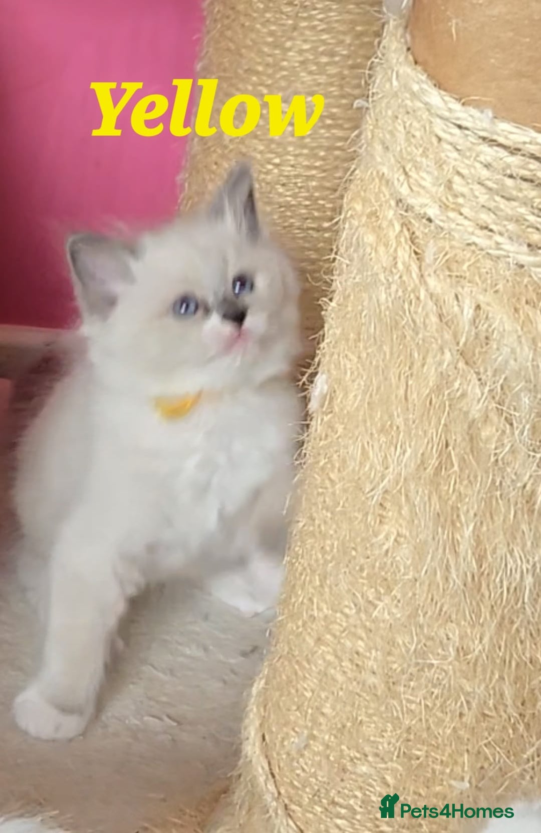 Ragdoll cats for sale: Pure Ragdoll Kittens (Mitted) - Image 9