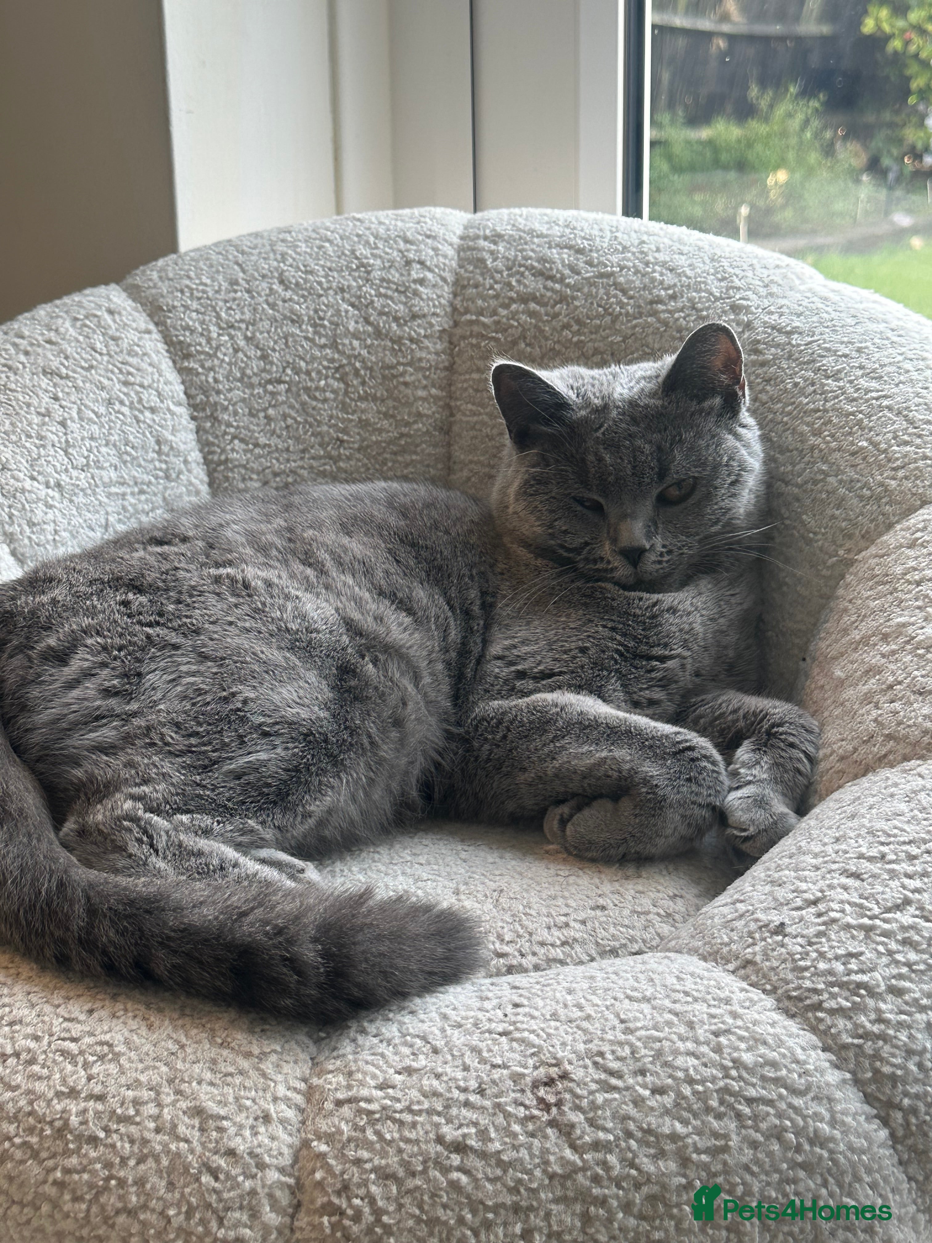 British Shorthair cats British Short Hair / 8 Months Old - Advert 12