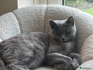 British Shorthair cats - Advert 2