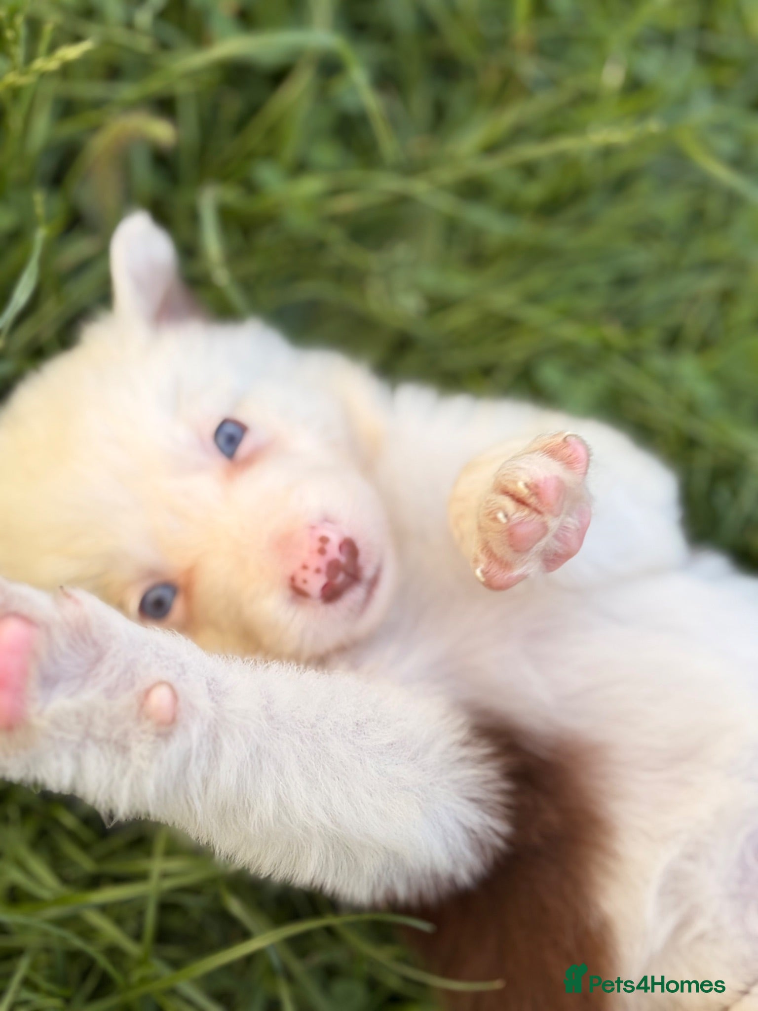 Border Collie dogs BEAUTIFUL BC PUPS, HEALTH TESTED CLEAR PARENTS  - Advert 1