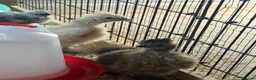 Chickens poultry for sale: Silkie chics in Bicester - Advert 5