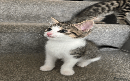 Mixed Breed cats for sale: Gorgeous, cheeky kittens. 3 boys, 1 girl - Image 3